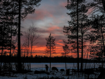 lapland, alidor dolfing