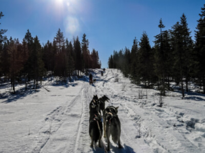 lapland, alidor dolfing